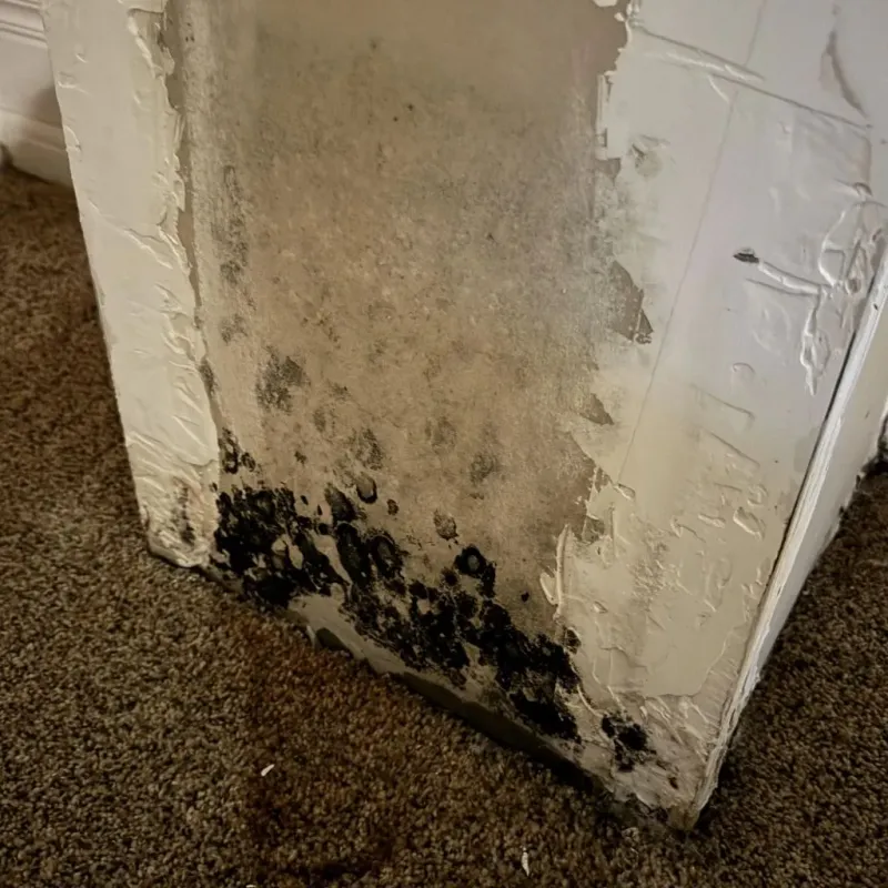 Professional Mold Removal in Monson, MA